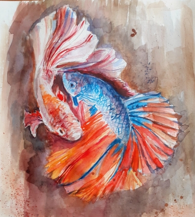 Betta
