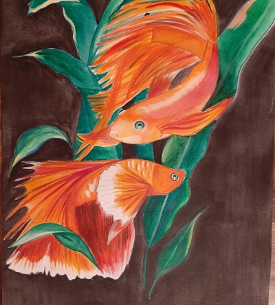 Betta splendens